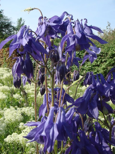 Aquilegia vulgaris fleur